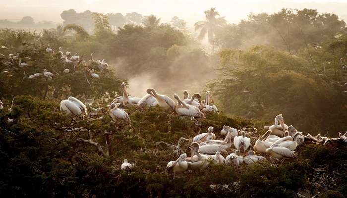 A thrilling view of Bird Sanctuary near Arasavalli Te­mple Srikakulam