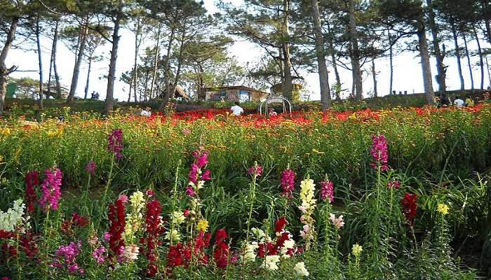 Visit the vibrant flowering plants amidst tall trees in Thai Giang Pho.