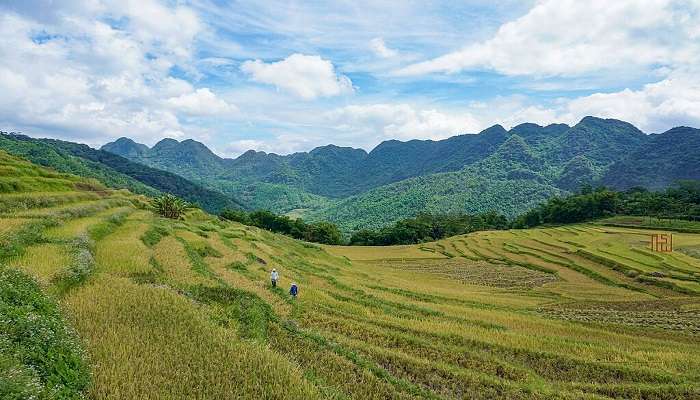 The beautiful fields of Pu Luong Nature Reserve Vietnam