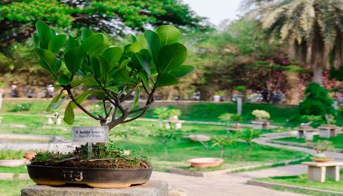 The Bonsai Garden at Lalbagh is a paradise that contains rich, splendid Bonsai trees