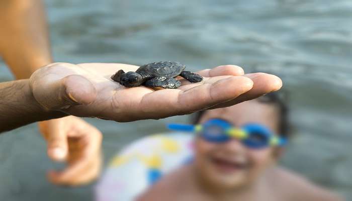 Sea turtle on hands