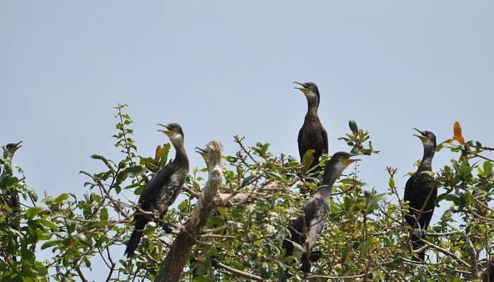 Prek Toal Bird Sanctuary, situated a short boat ride away from the Tonle Sap Lake is home to a diverse species of birds among which Pelicans are spotted on a large scale