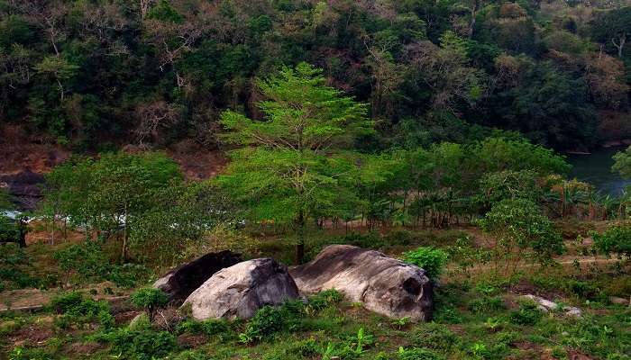 Lush green forests in Kerala.