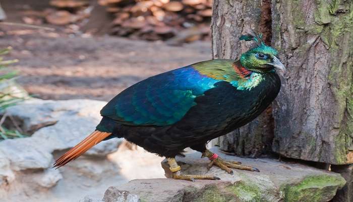 A Himalayan Monal is always spotted by trekkers during Dodital Darwa Pass trek.