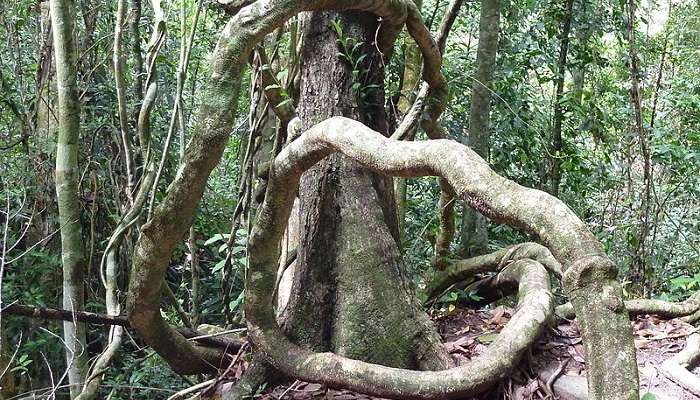 an entwined tree at the kbal spean to explore and unwind the day