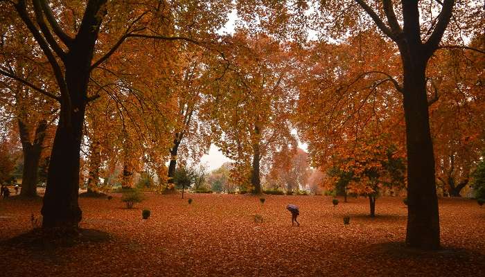 The Harwan Garden consists of Chinar Trees that turn golden and red during autumn