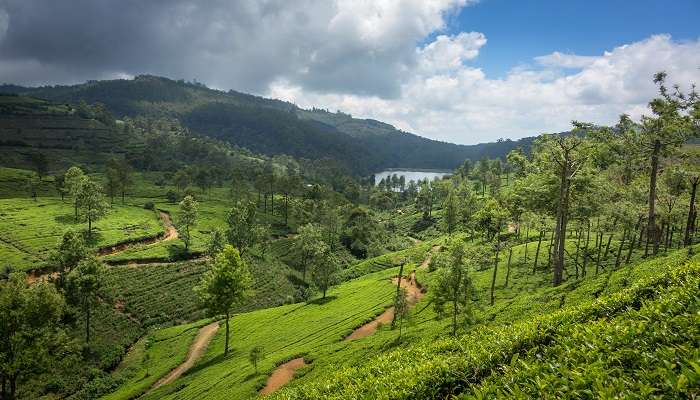The beautiful green tea plantation in Nuwara Eliya