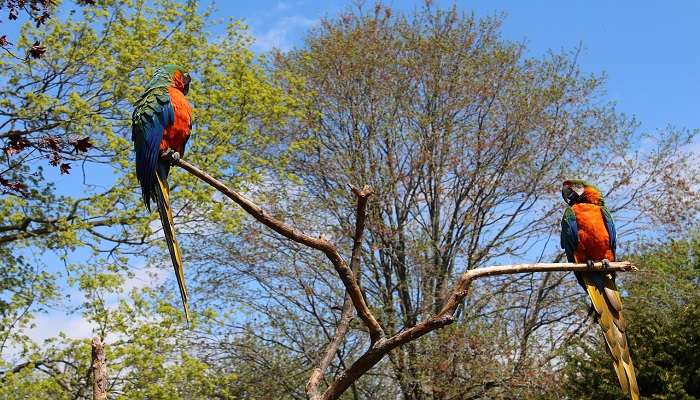  Two birds in the Thung Nham Bird Garden to explore in Ninh Binh Vietnam.