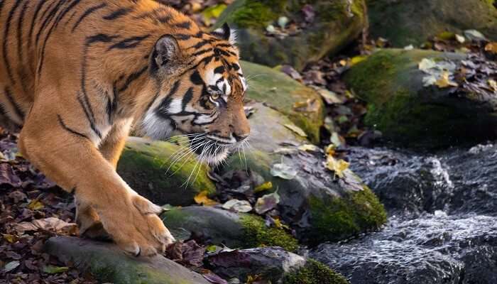 Tiger Kingdom In Thailand
