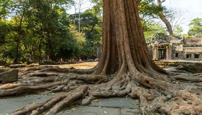The striking beauty of Old Tree at Ta Prohm Temple