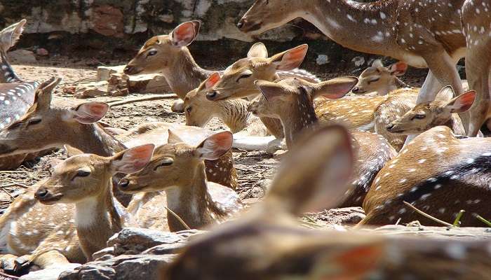 A group of deer bathing in the sunlight in the Tirumala Deer Park Reserve