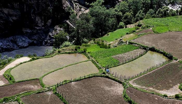 A scenic view of fields in Pangi Valley