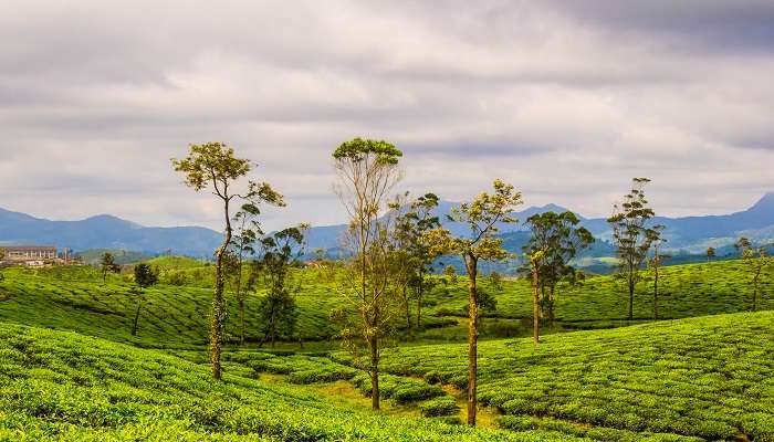 Tea plantation at Valaparai town, Tamil Nadu 