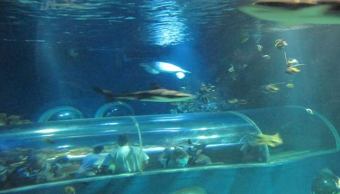 Sea Life Bangkok Ocean World Aquarium lets guests gently touch and feel the marine animals.
