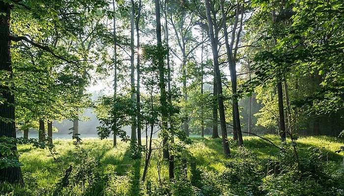 An image of a green forest with long trees during the morni