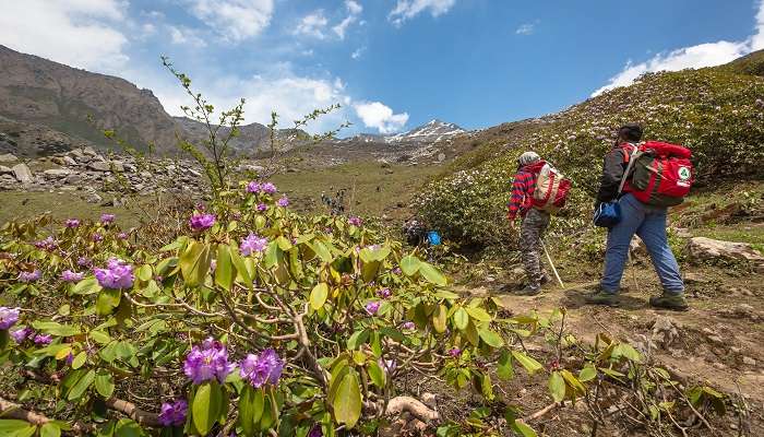 Trekkers climb up to reach Deo Tibba via beautiful routes covered with flowers