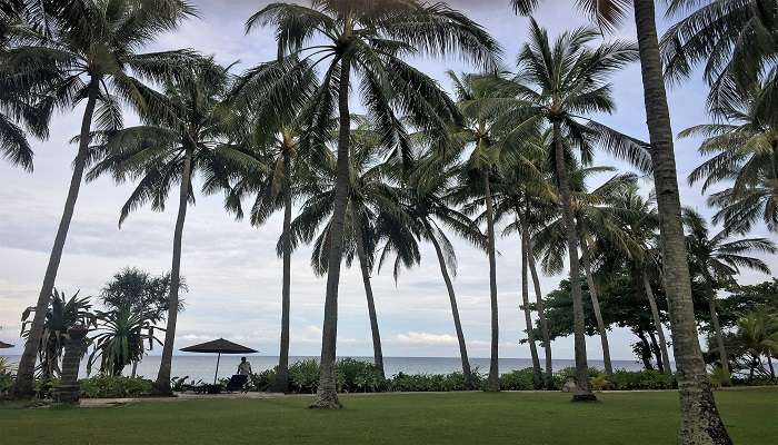 Enjoy a calm morning amidst palm trees in Goa. 