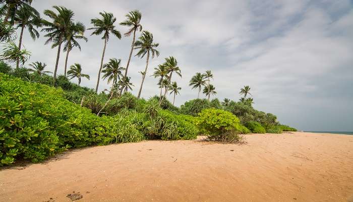 Turtle Reserve at the Rekawa Beach Sri Lanka
