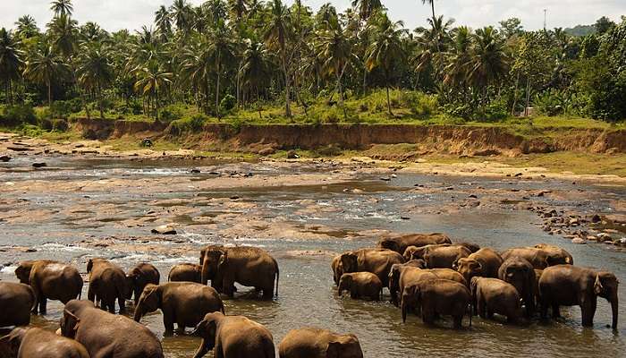 Herd of elephants at Udawalawe National Park Sri Lanka