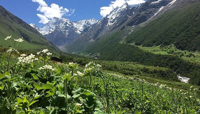 The gorgeous Valley of Flowers National Park located in Uttarakhand