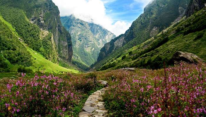 Experience the captivating view of the Valley of Flowers near Badrinath.