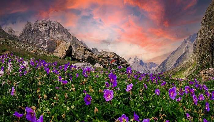 Watching Meadow of flowers is one of the things to do in badrinath