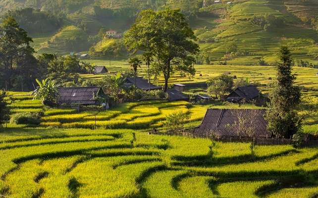 Travel Vietnam Tips - Explore Rice Fields in Vietnam