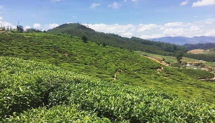 Aerial View of the Tea Plantation near Nuwara Eliya hills, where the Shanthipura View Point is located.