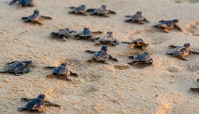 Witness the spectacular process of turtle nesting and laying eggs at Rekawa Beach