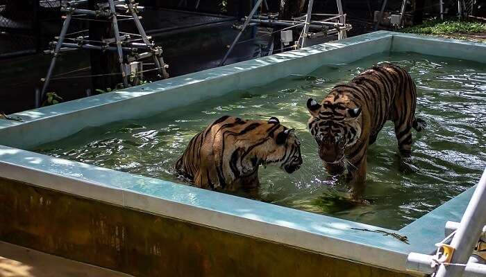 View of two tigers cooling themselves off in the scorching heat in Tiger Kingdom in Thailand
