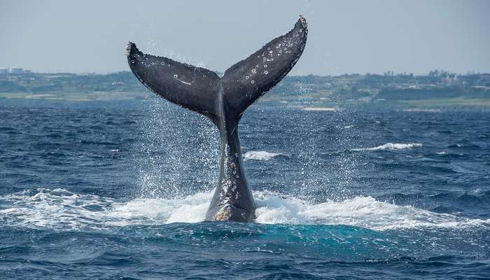 Whale Watching in srilanka is a must for all wildlife lovers.