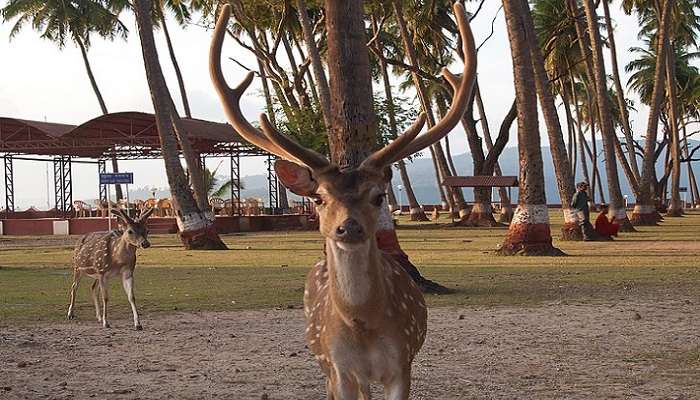 Deer spotted at wildlife sanctuary