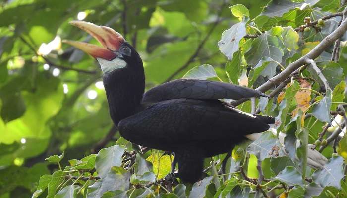 The Mount Manipur National Park is home to a wide range of animals and birds