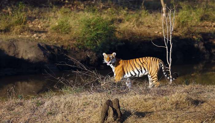 Bengal tiger in the dense forest and watch the wildlife.