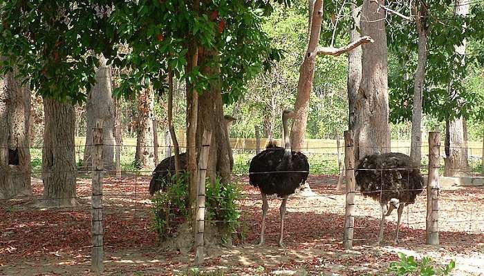 Yok Don National Park is the best place for wildlife lovers