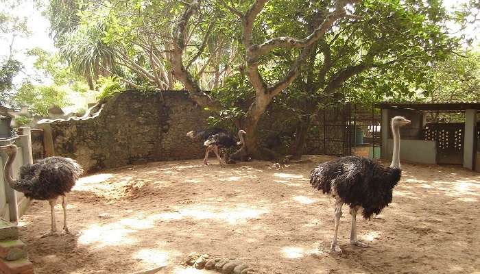 Explorez la Zoo de Dehiwala,