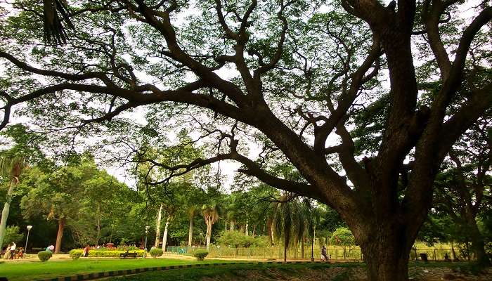 lalbagh botanical garden in bangalore