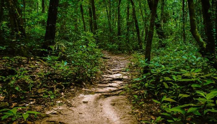 trekking to the forest, surrounded by lush greenery. 