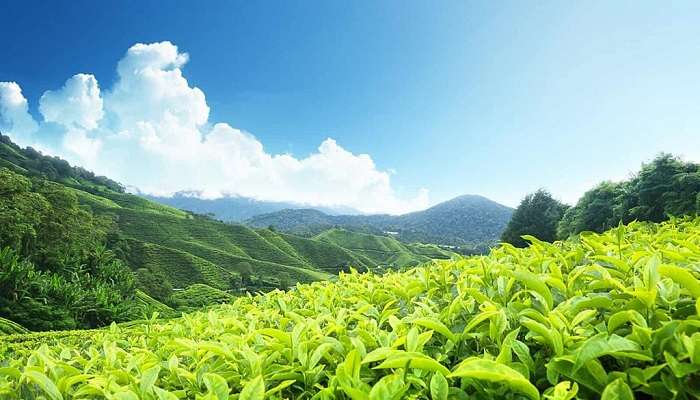 Explore the aroma of tea at tea gardens located in Peermade