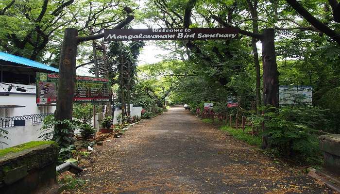 Birdwatching at Mangalavanam Bird Sanctuary