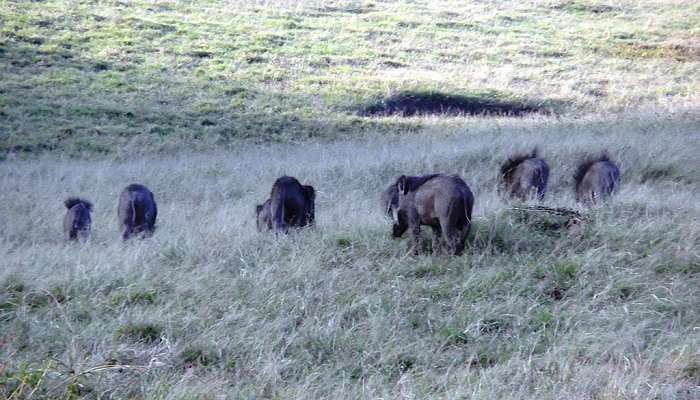 Spot elephants in Anamalai Tiger Reserve