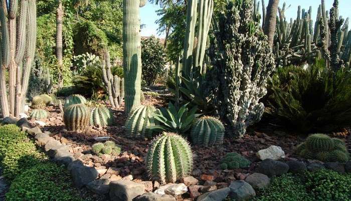 See baby cactus at the Cactus Garden Salina