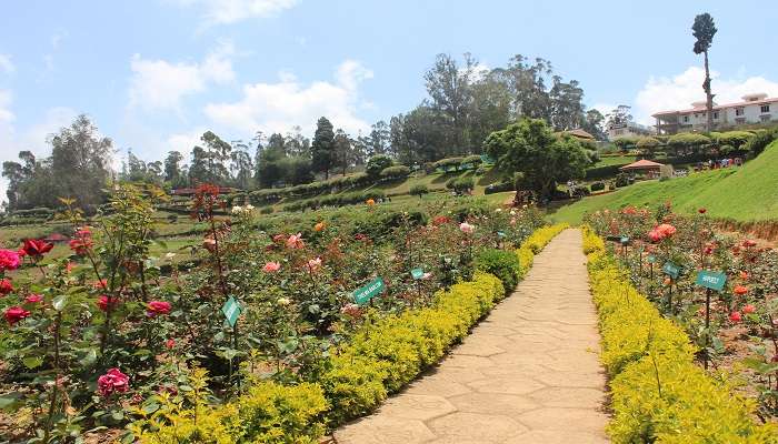 The beautiful view of government Rose garden, Ooty 