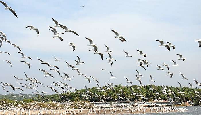  Bird flocking in Kumarakom Bird Sancturay