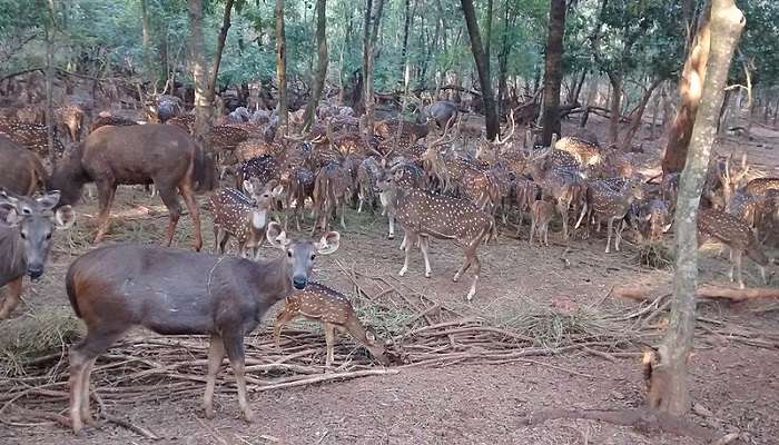 Nandankanan Zoological Park in Bhubaneswar has a deer park