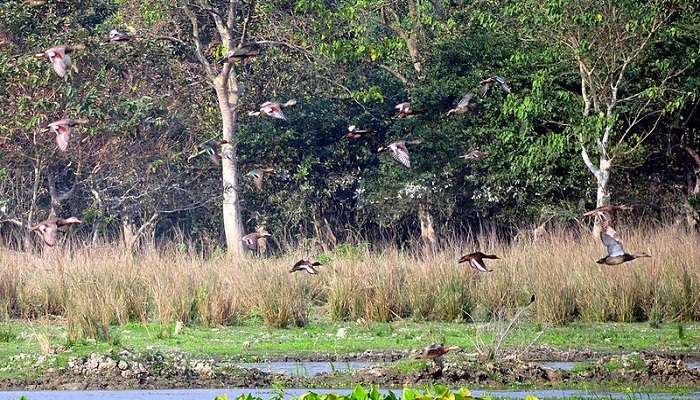 See various types of birds at the Pobitora Wildlife Sanctuary.