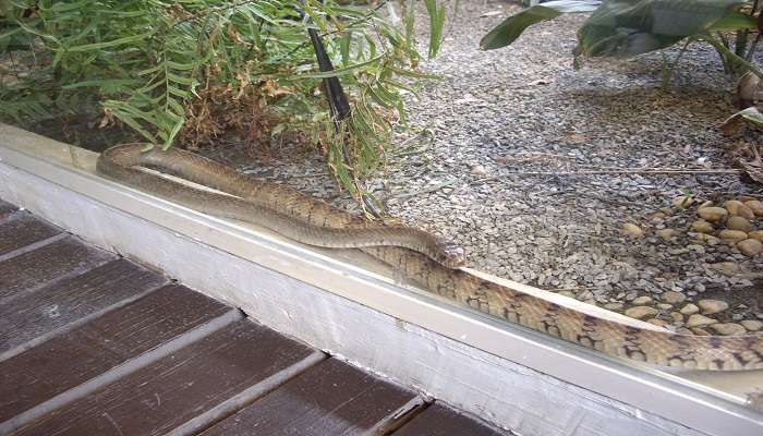  Spot snakes at Snake Farm In Bangkok