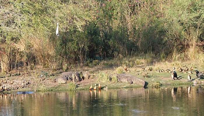 Animals basking on the banks of the pond