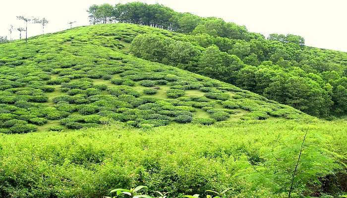 Tea Plantations near Vandiperiyar, Kerala