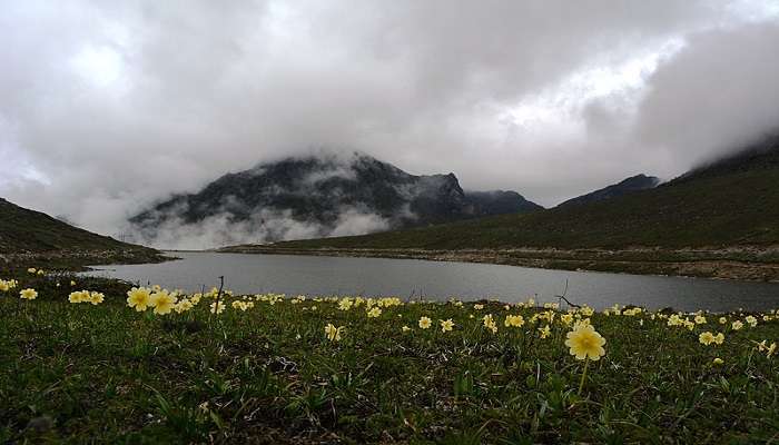 Wide range of floral species near Pangateng Tso Lake
